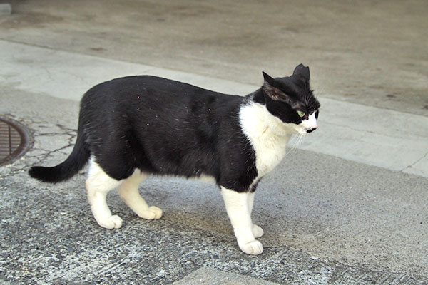 すくっと立つ　こまち