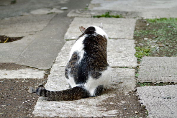 グルーミング　セイ