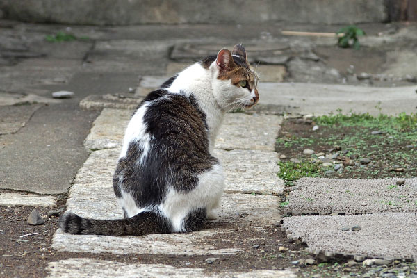 モノタ探し　セイ