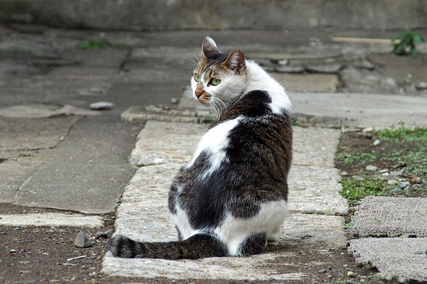 振り返る　セイ