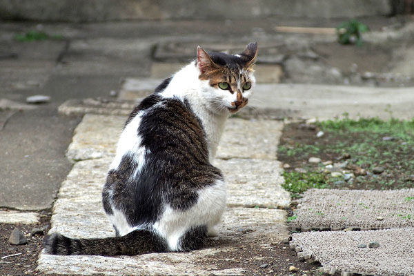 イカ耳ぺろ　セイ