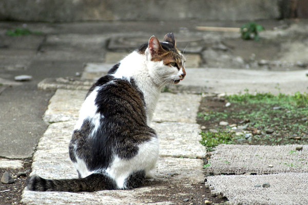 また探す　セイ