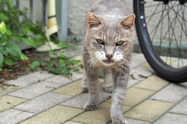 いつもの後継 グリ