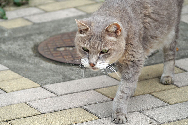 急かす時は前に グリ