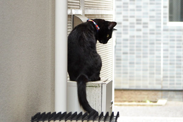 お隣の室外機上 モノタ