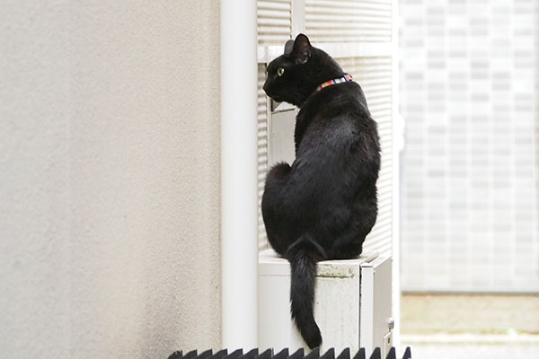 お隣の偵察 モノタ