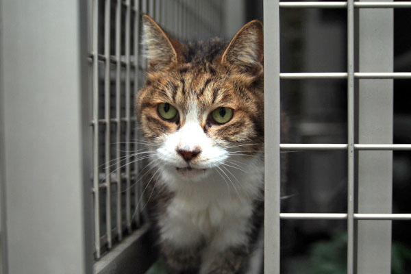 奥からお出まし サーヤ