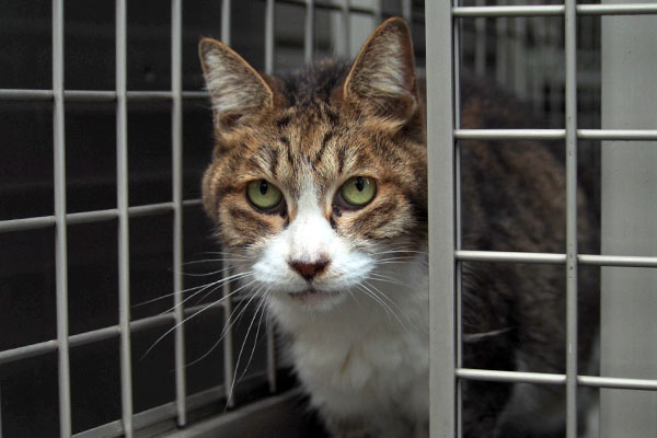 上目遣い サーヤ