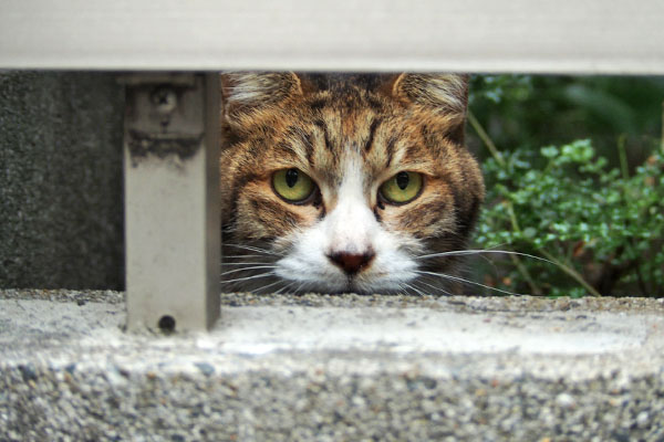 ここが差出口 サーヤ