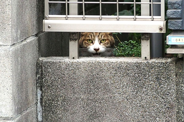 まだ食べたいサーヤ