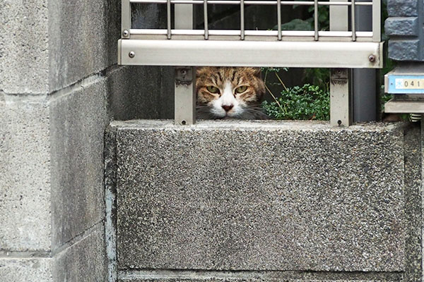 ぷんすか サーヤ