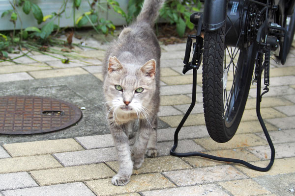 しっぽ上げて グリ