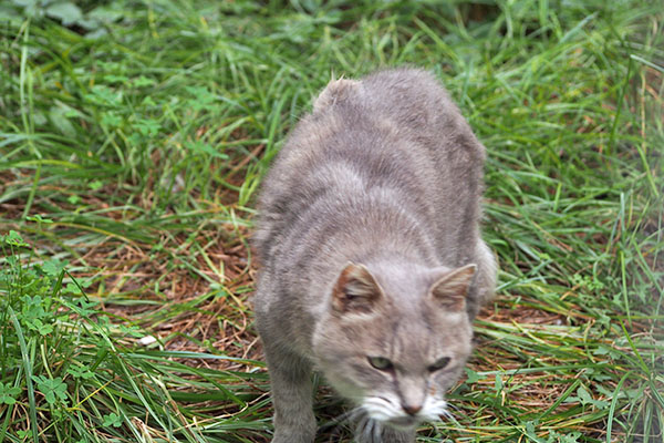 今行きます グリ