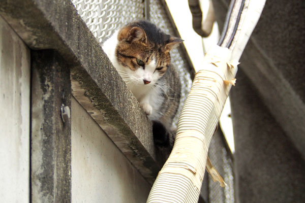 塀の上にコルビ