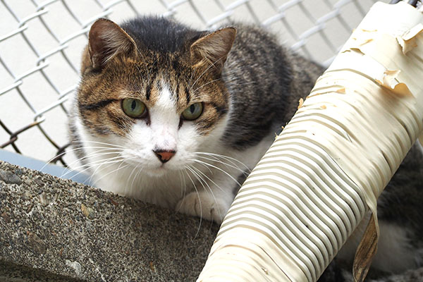 動かずずっと見てるコルビ