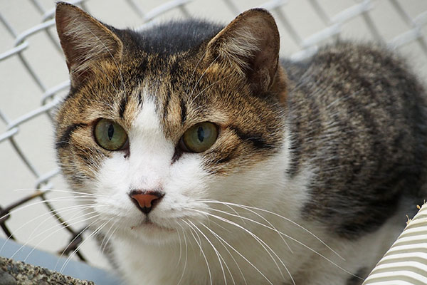 目は治ったね コルビ