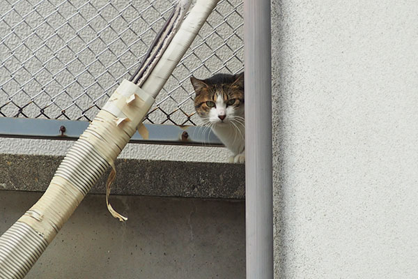 コルビ　覗いてる