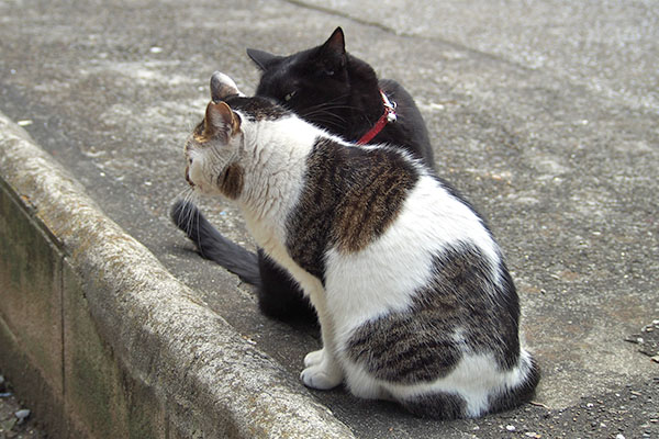 セイとモノタ　いちゃいちゃ