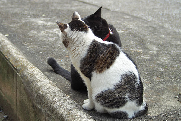 モノタがしつこい