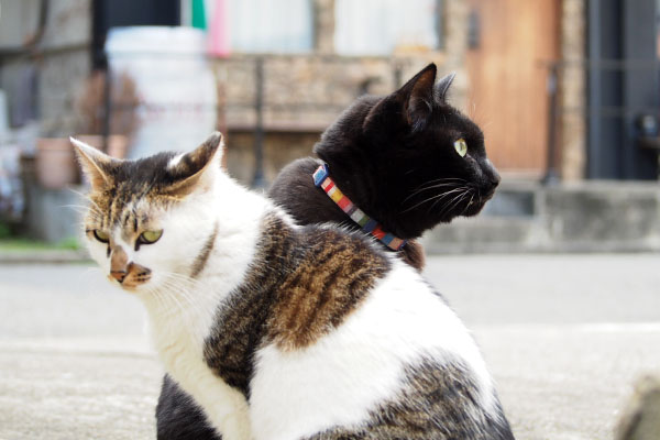 コルビだにゃ　モノタ