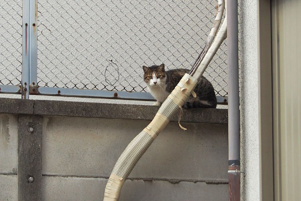 ちょっと前進　コルビ