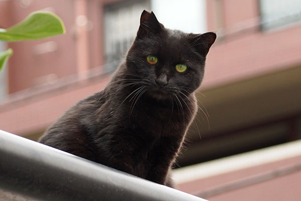 キト　更にズーム