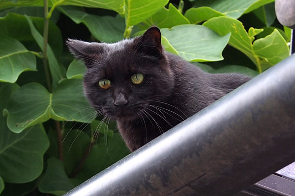 キト　他の人が見てる