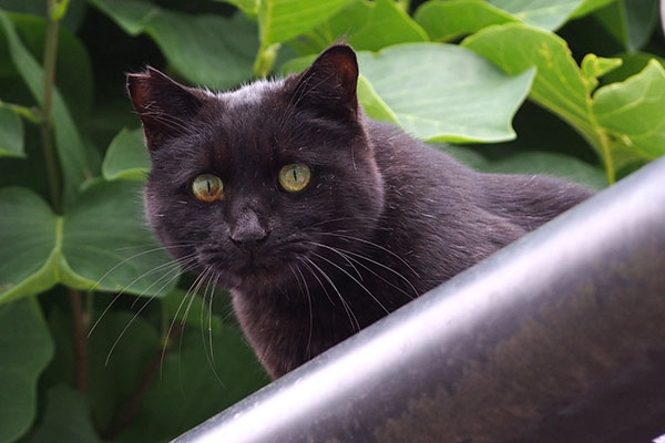 キト　カツオ連想中