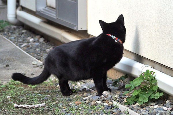 ずっと聞いてる モノタ