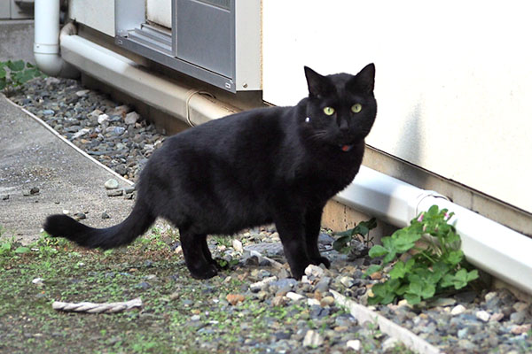 気になる モノタ