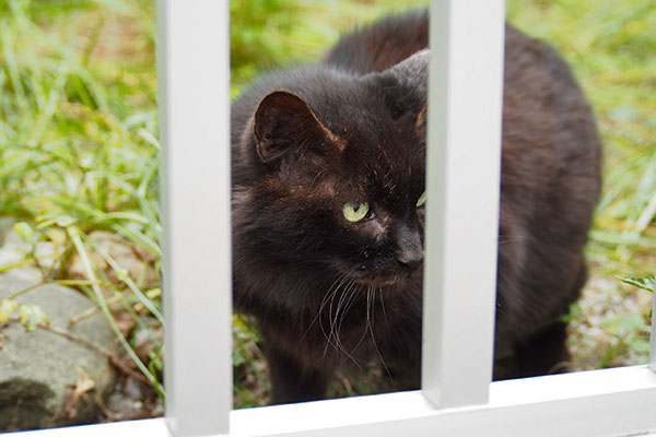 柵の向こうにモフネ