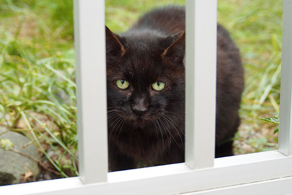 まっすぐ モフネ