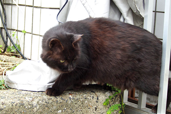 柵を通過 モフネ