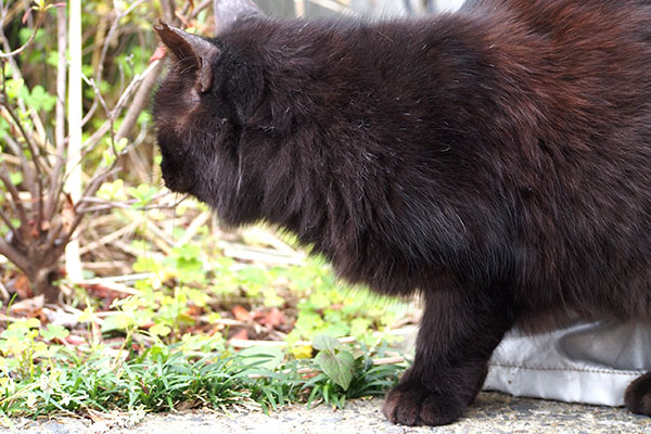 あっちにしよ モフネ