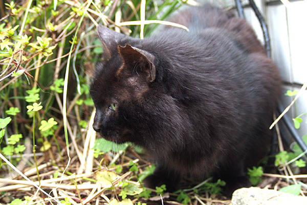 大人しく待つ モフネ