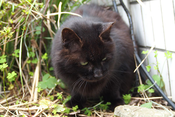 早く出すのです モフネ