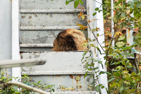 モケモケ　階段上　メレンゲ