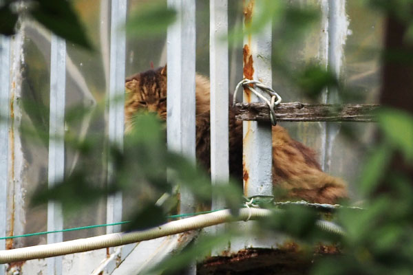 考え中　メレンゲ