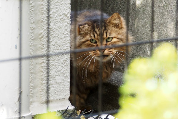 調子よさげ　メレンゲ