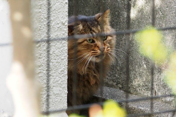 来た　メレンゲ