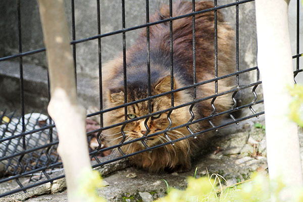 もじもじ中　メレンゲ