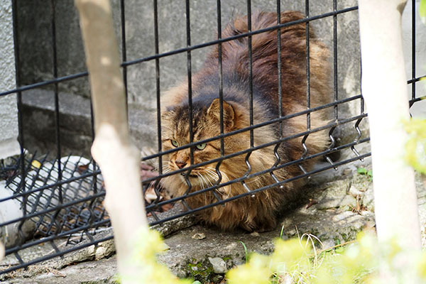 なかなか来ない　メレンゲ