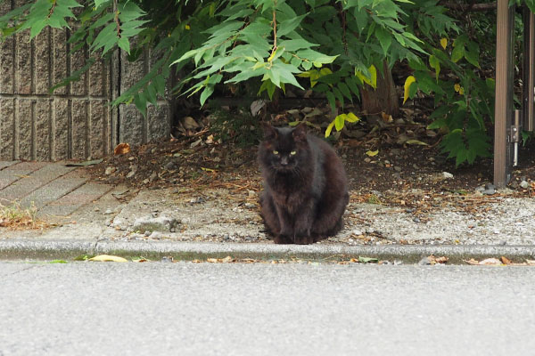 モフネ　もふっと