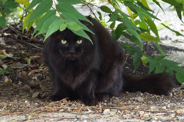 まっすぐ　モフネ