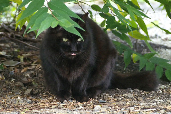 舌ちろ　モフネ