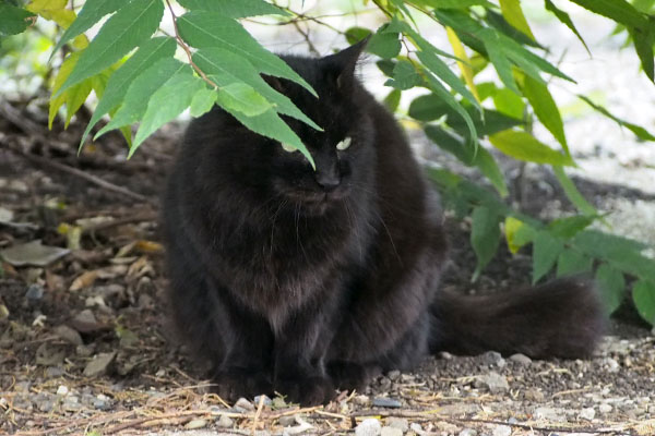 横向く　モフネ