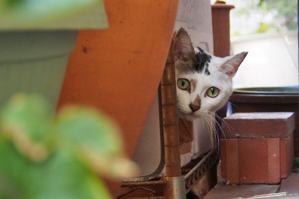 覗く　オーロラ