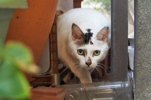 出て来た　オーロラ