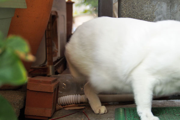 スルー　オーロラ