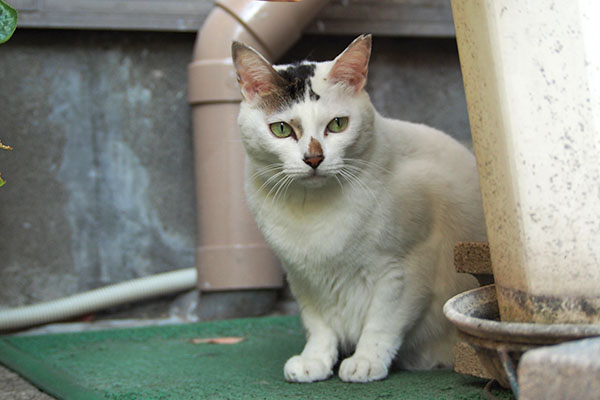 視線は合わせない　オーロラ